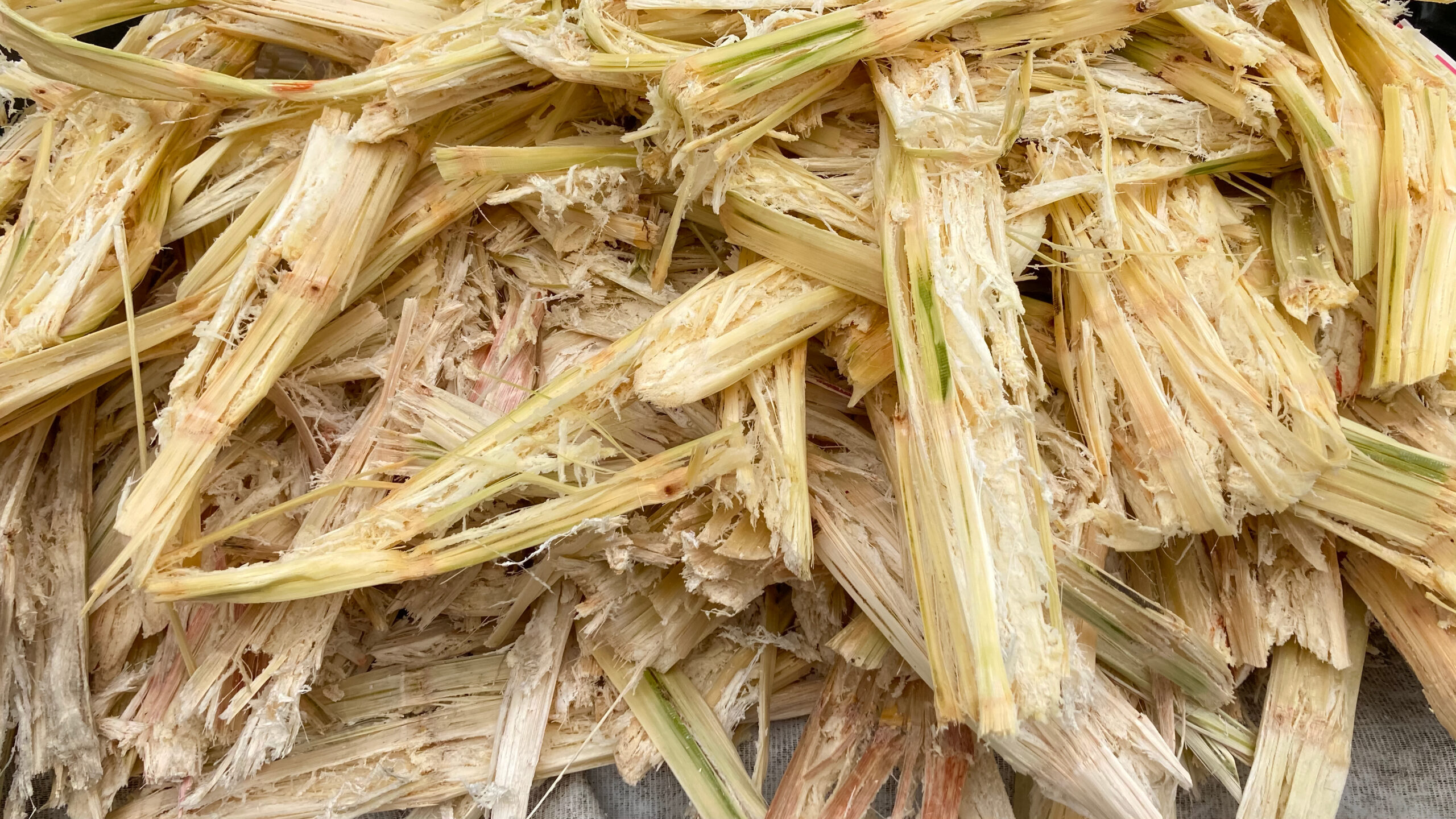 Bagasse, the fibre left after sugarcane is crushed