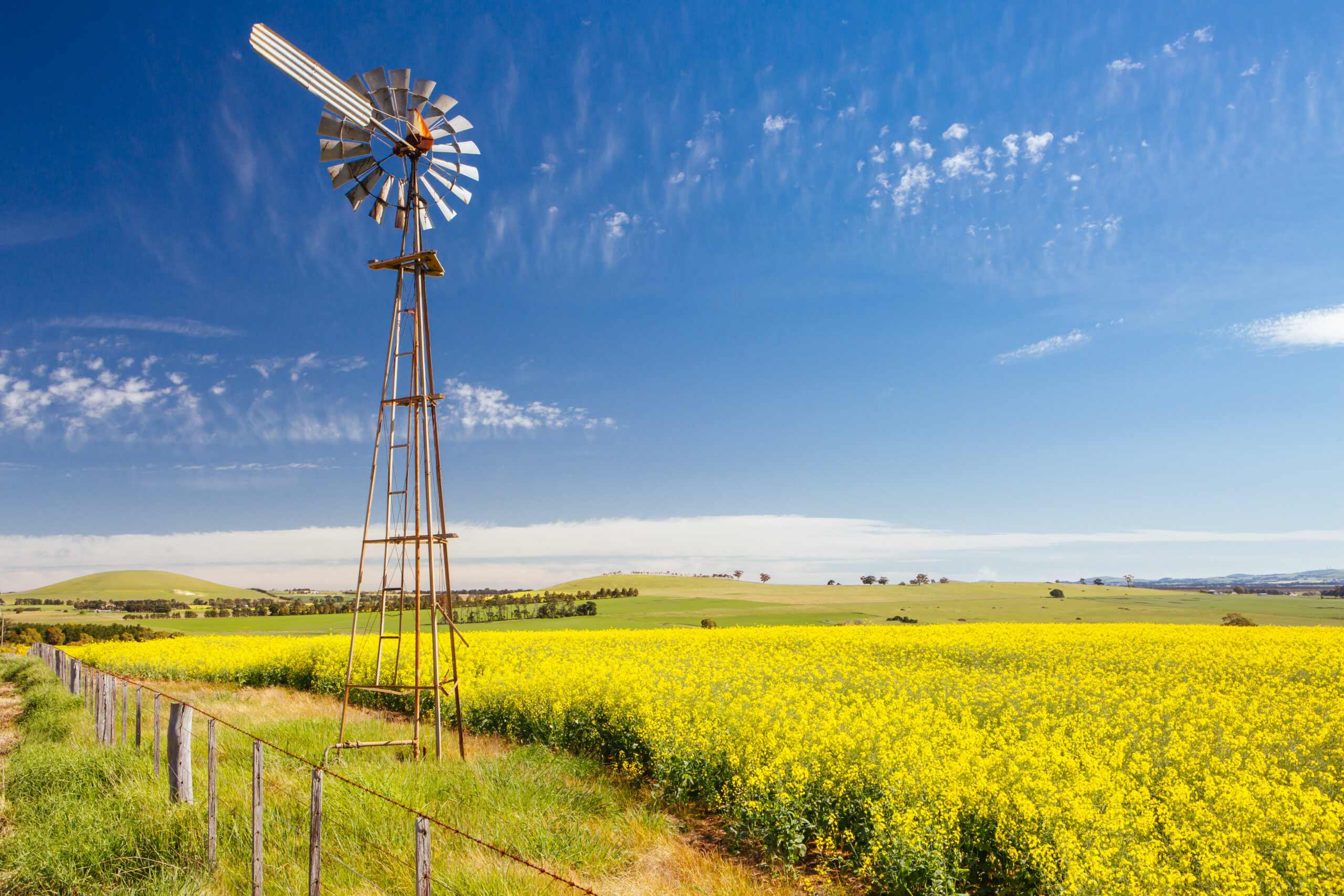 Fields of canola in Victoria