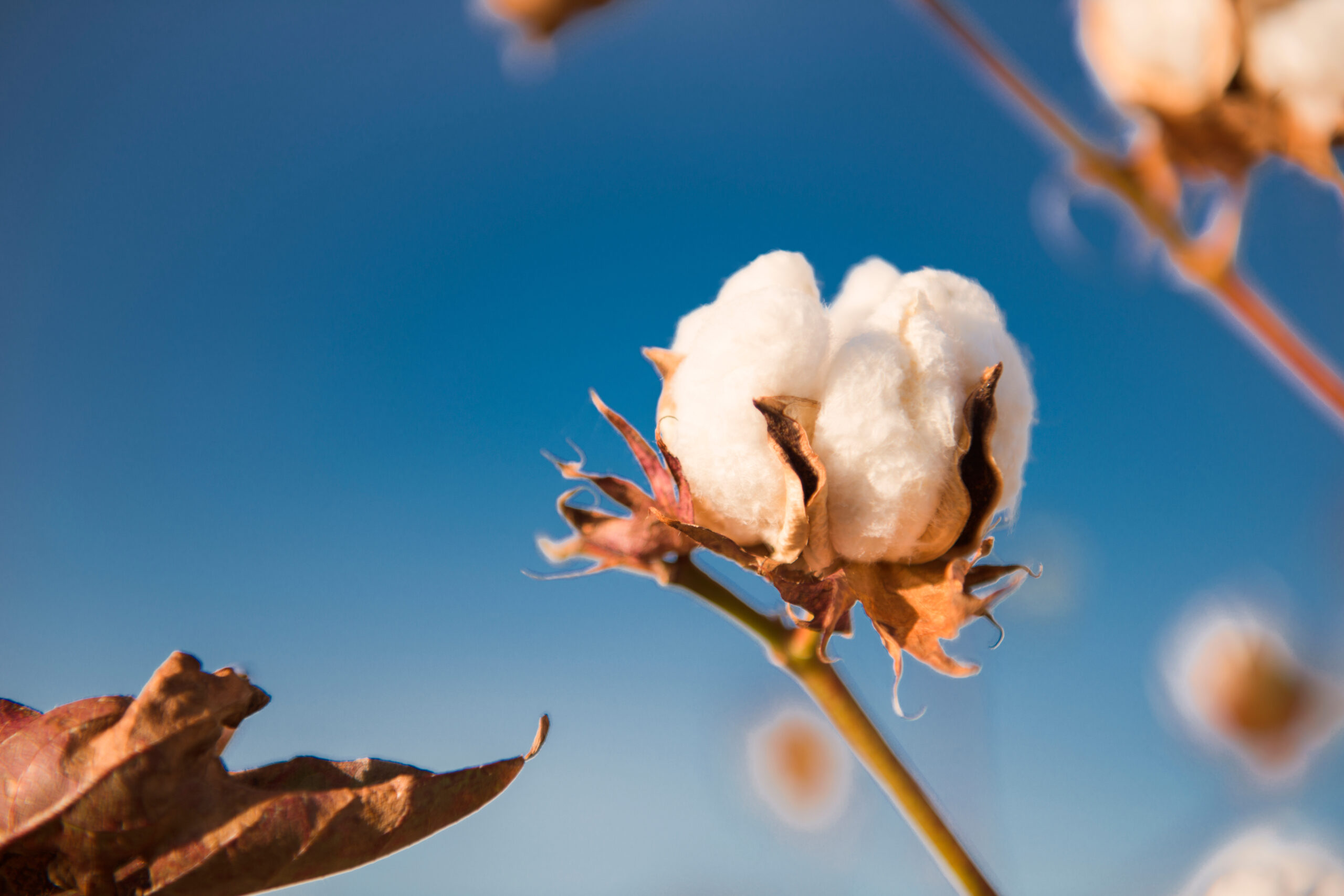 Cotton ready for harvesting near Oakey, Queensland