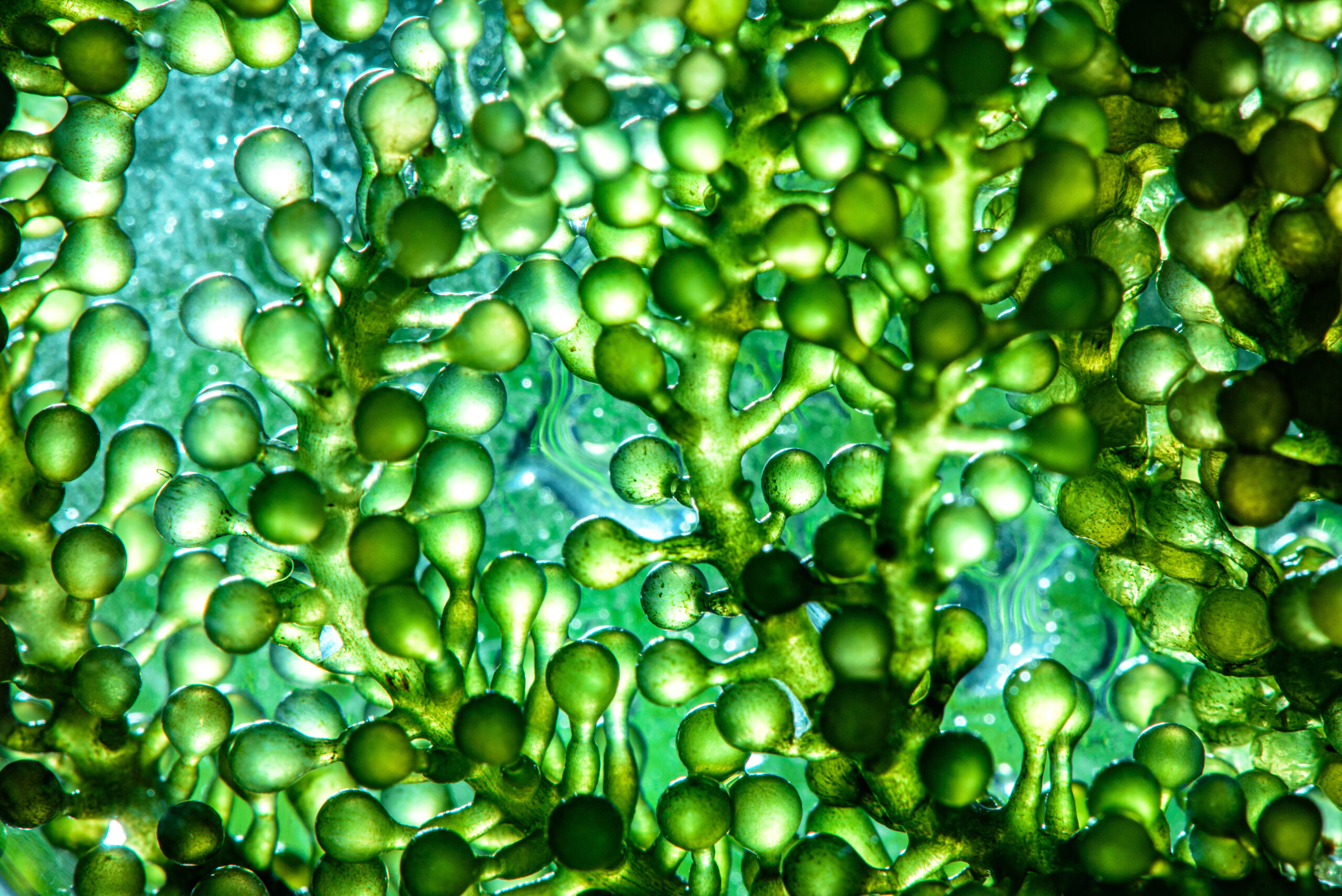 Microalgae cultivated in a photobioreactor