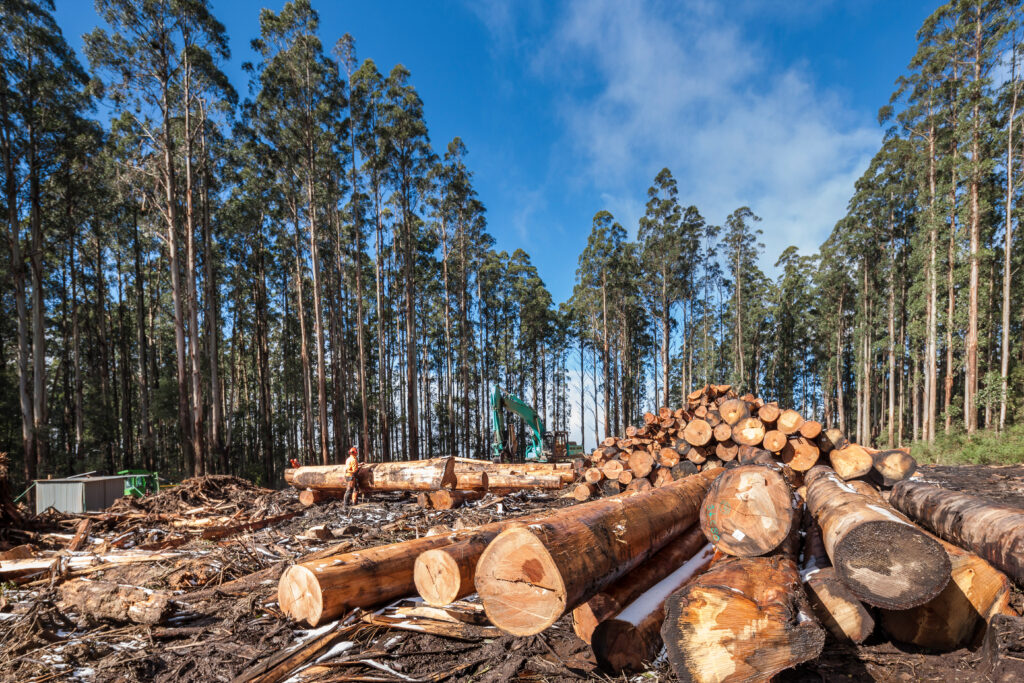 Forestry equipment among harvested timber in Victoria