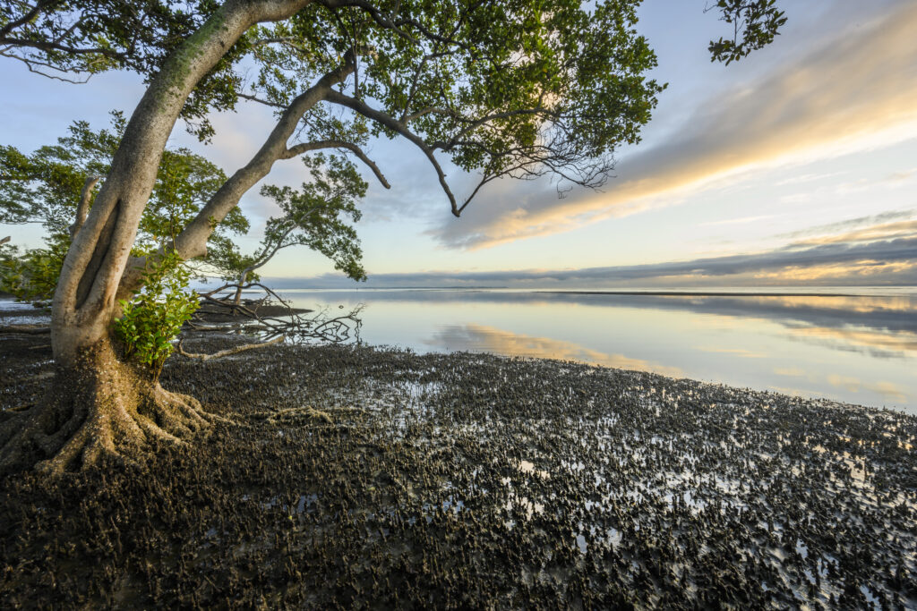 Boondall Wetlands at Nudgee Beach, Queensland
