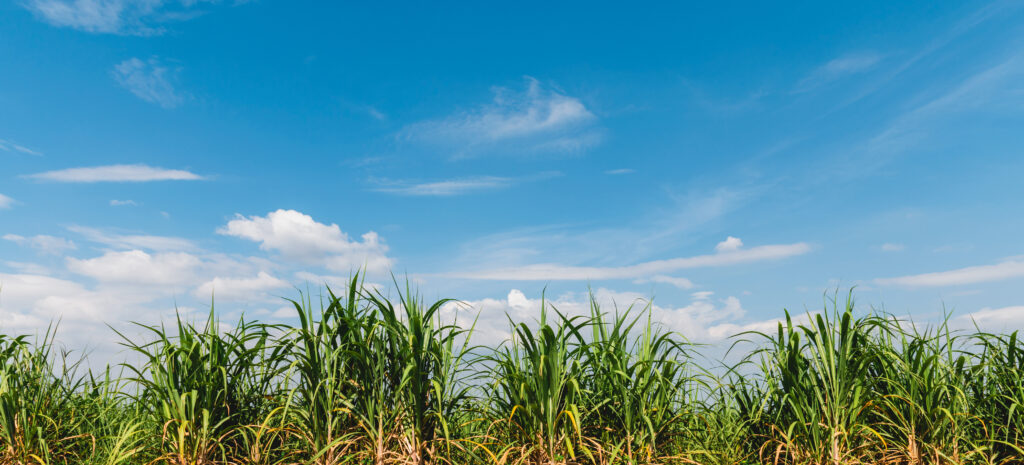 Sugar cane crop under a blue sky